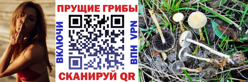 Псилоцибиновые грибы Psilocybe  Бологое 